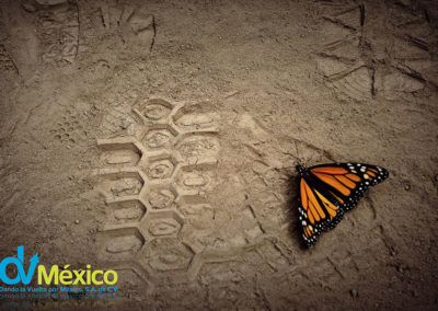 dvmexico-mariposa-monarca-03