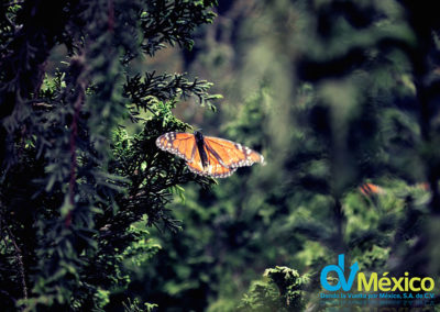 dvmexico-mariposa-monarca-05